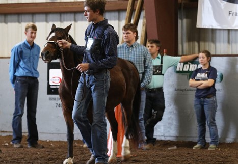 Ridgewood FFA Member Showing a Horse