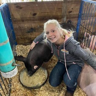 Student with hogs at Coshocton County fair.