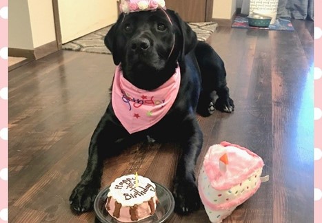 Support Dog Luna&#39;s 5th Birthday